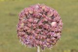 Allium karataviense ssp. henrikii