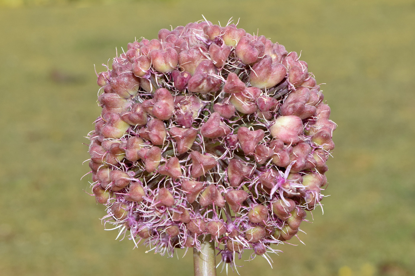 Изображение особи Allium karataviense ssp. henrikii.