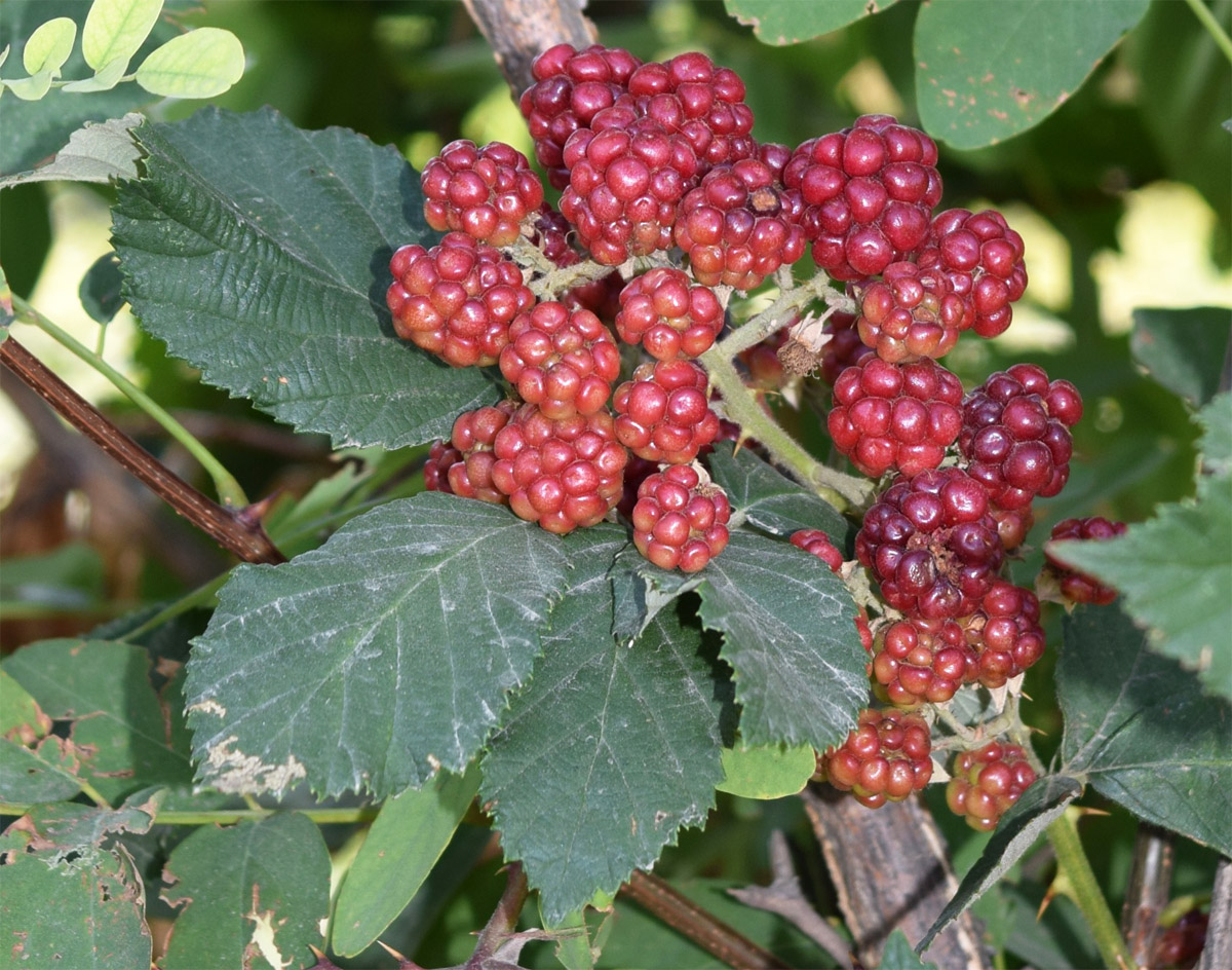 Image of Rubus sanctus specimen.