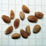 Image of taxon representative. Author is Виктор Кишиневский