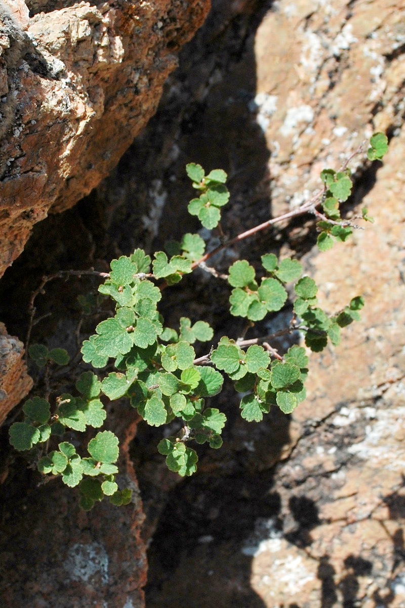 Изображение особи Spiraea pilosa.