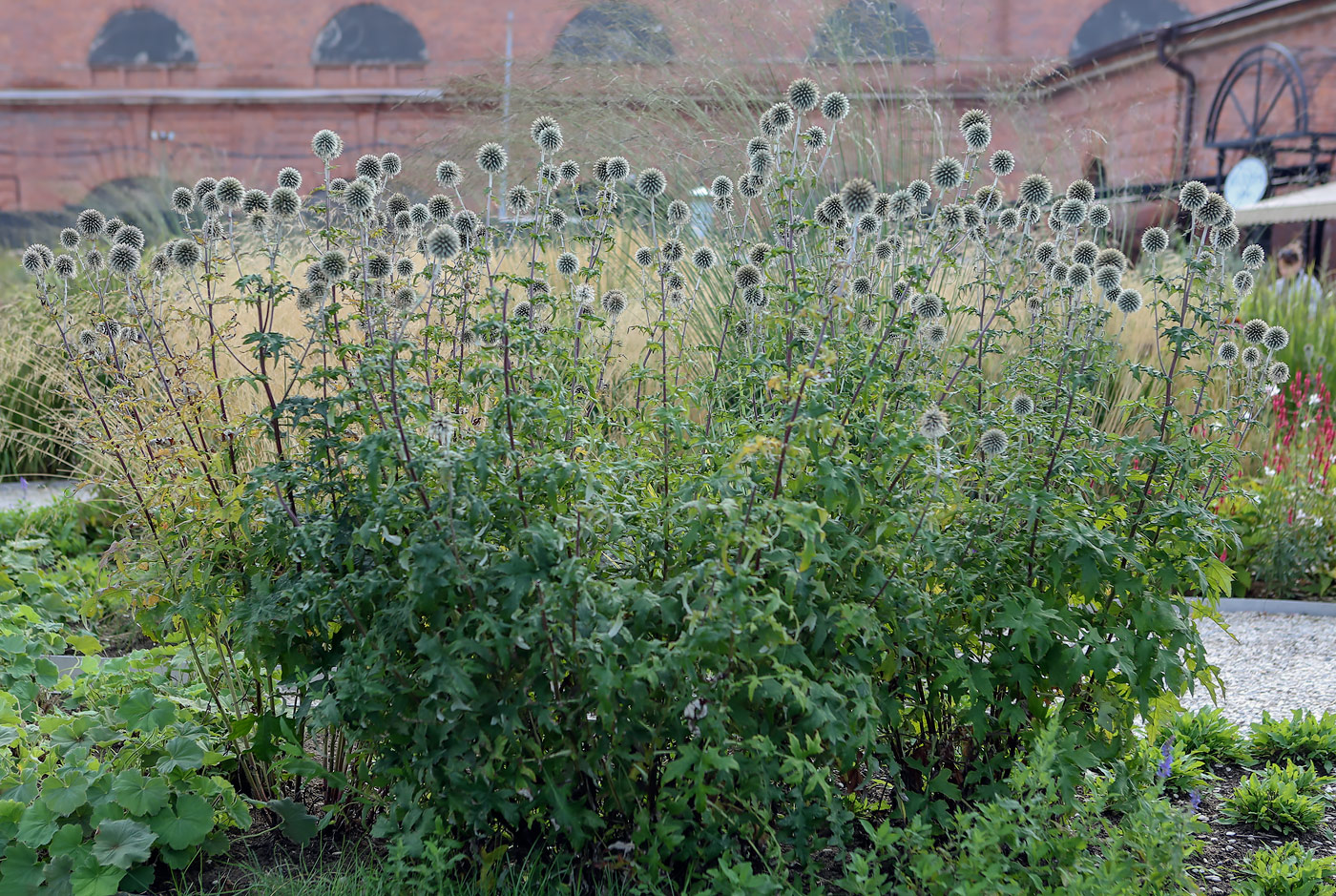 Изображение особи Echinops sphaerocephalus.