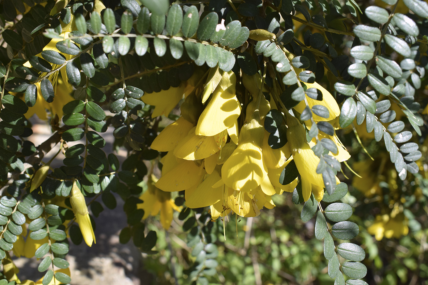 Image of genus Sophora specimen.