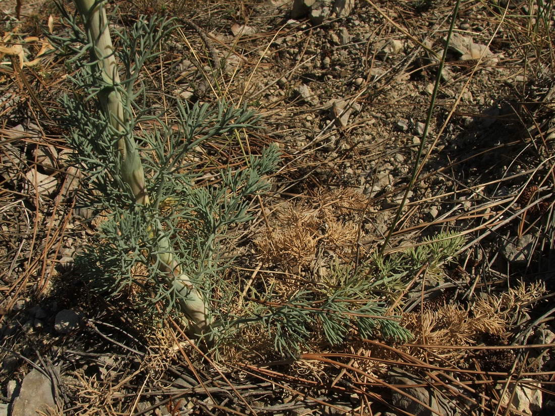 Image of Seseli dichotomum specimen.