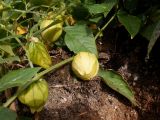 Physalis ixocarpa