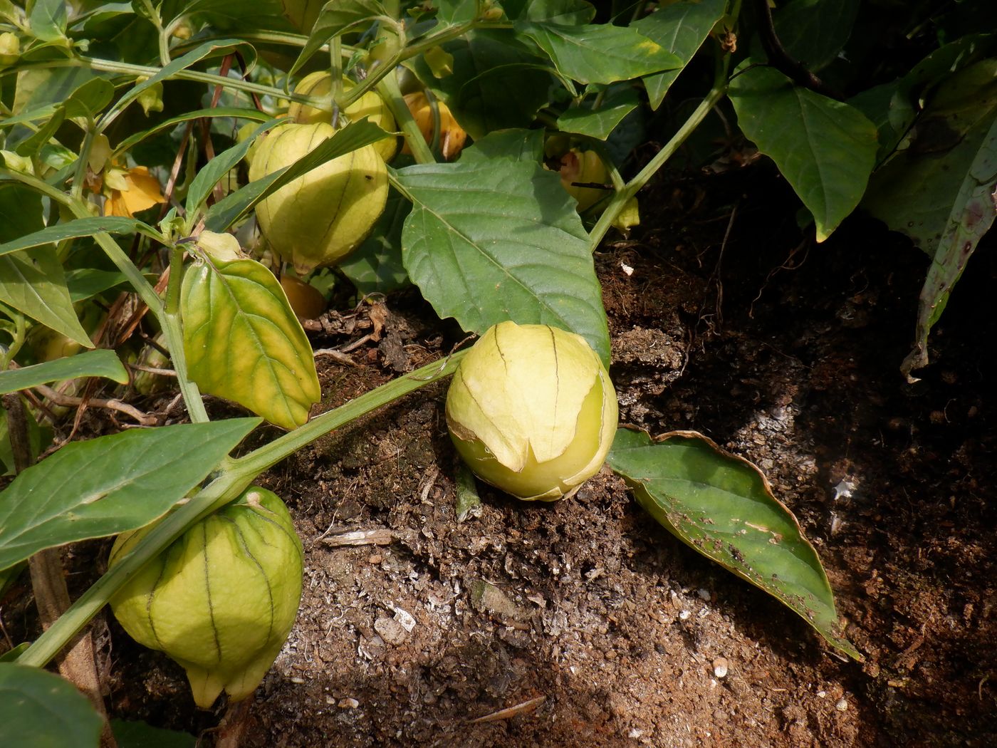 Изображение особи Physalis ixocarpa.