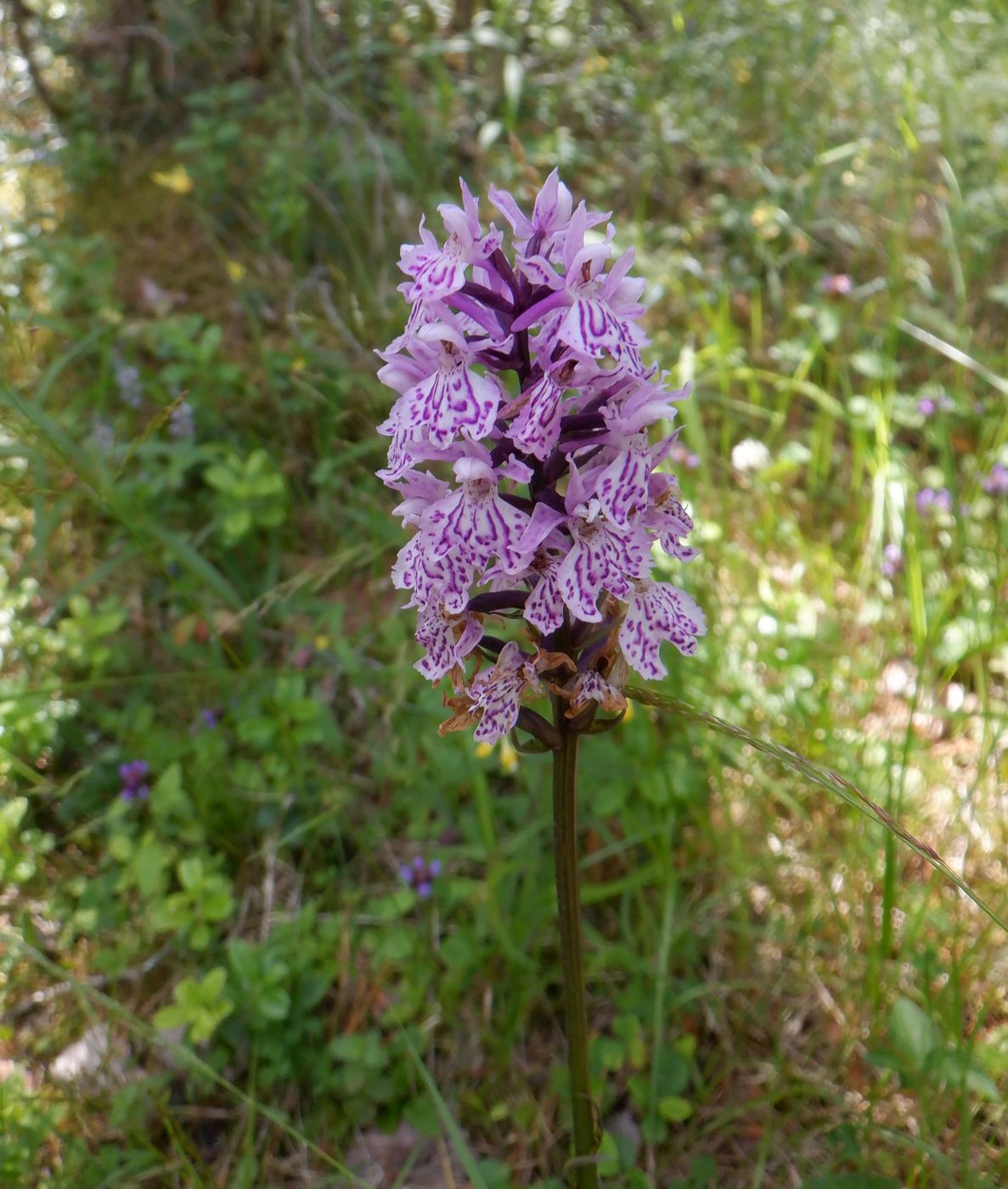 Image of Dactylorhiza fuchsii specimen.