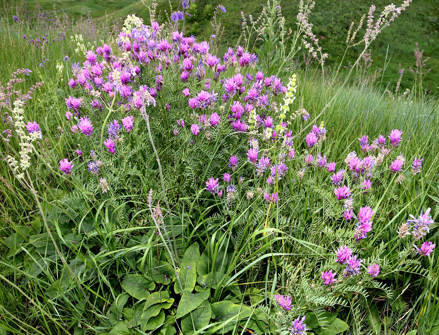 Image of Astragalus onobrychis specimen.