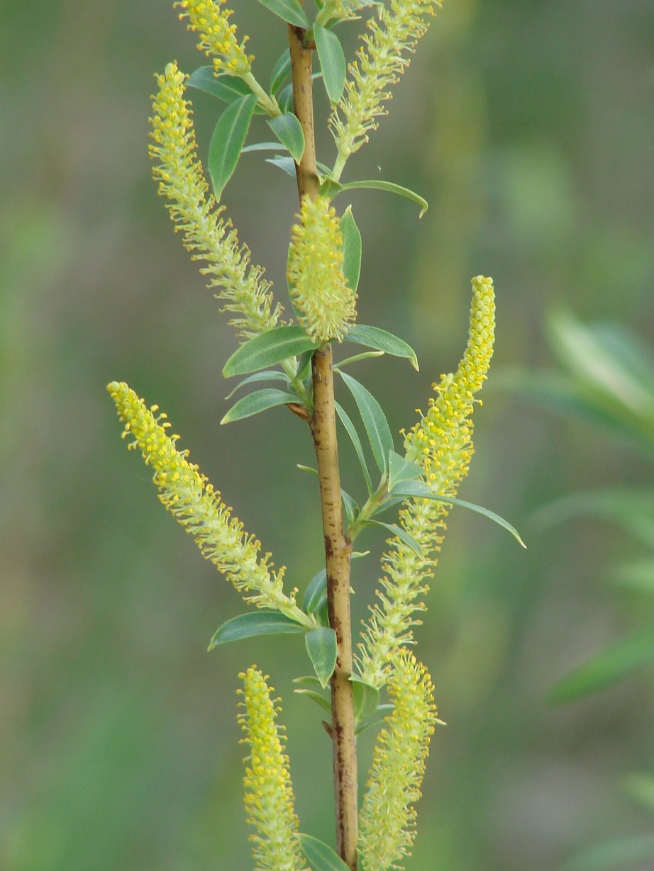 Image of Salix triandra specimen.