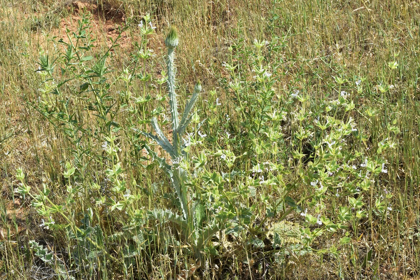 Image of Salvia macrosiphon specimen.