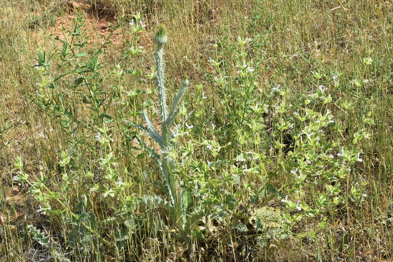 Изображение особи Salvia macrosiphon.