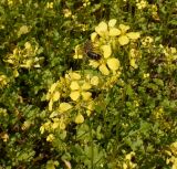 Sinapis alba