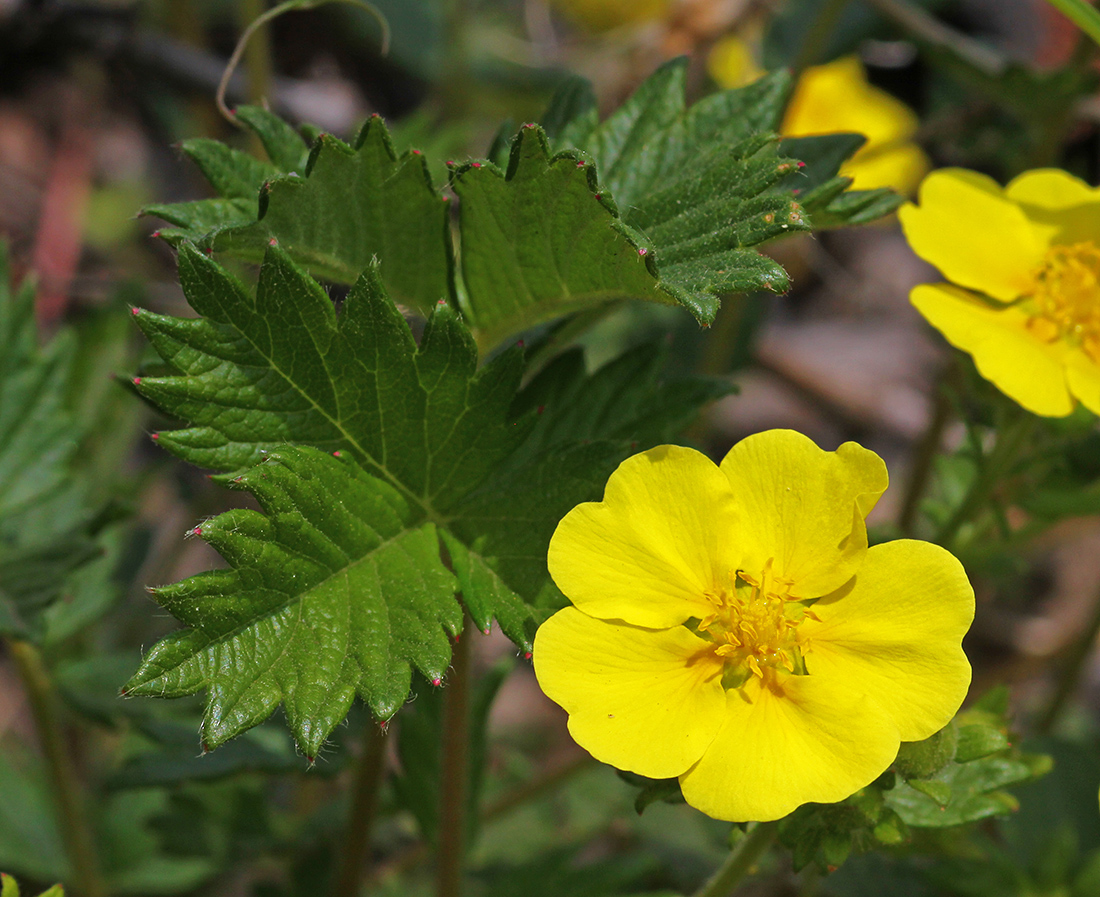 Image of Potentilla rugulosa specimen.