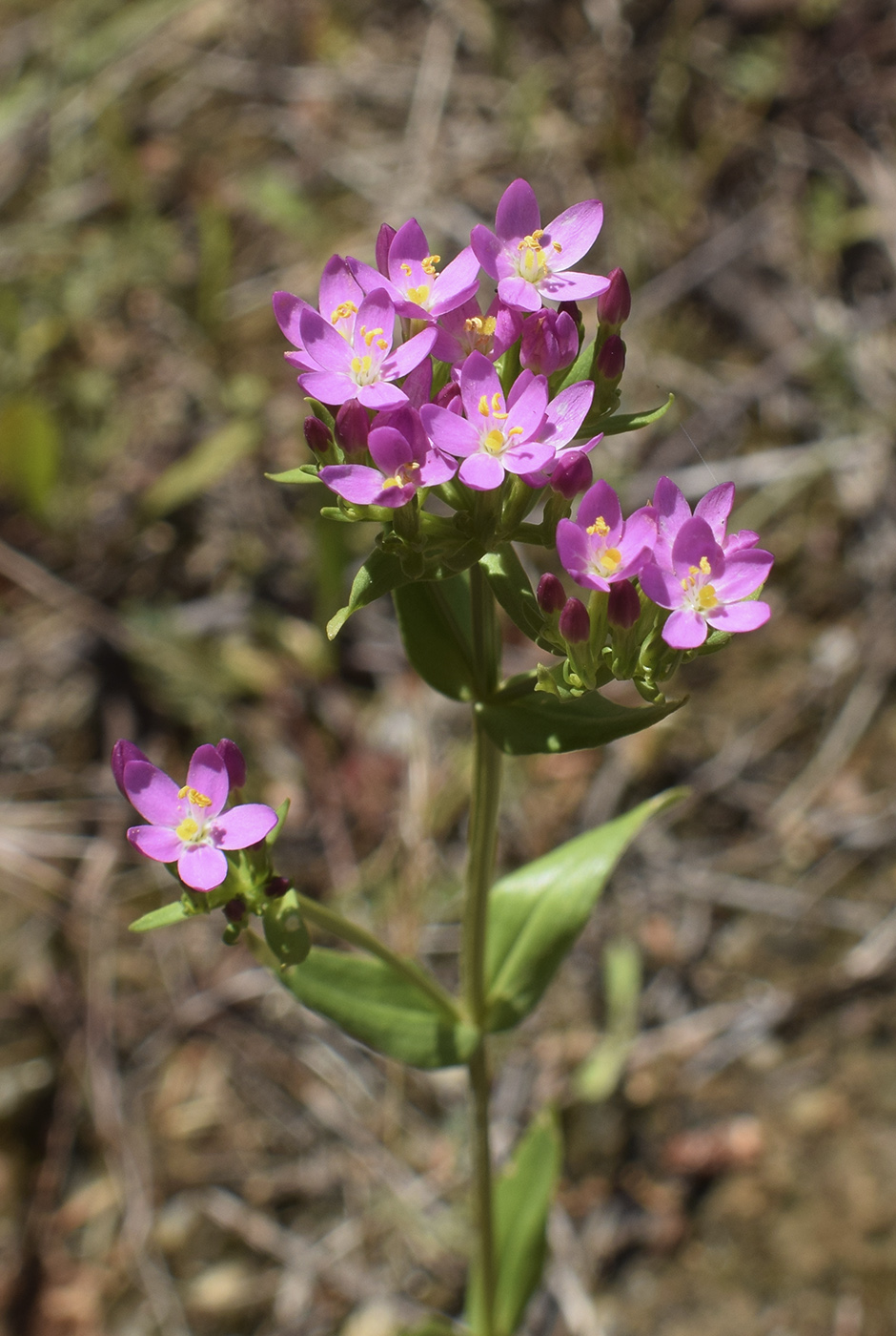 Image of genus Centaurium specimen.