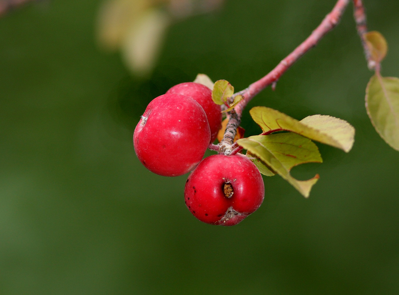 Изображение особи Malus niedzwetzkyana.