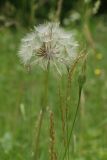 Tragopogon pratensis