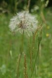 Tragopogon pratensis. Зрелое и незрелое (справа) соплодия; на переднем плане - соцветия злаков. Санкт-Петербург, Дудергофские высоты, суходольный луг среди широколиственного леса. 04.07.2020.