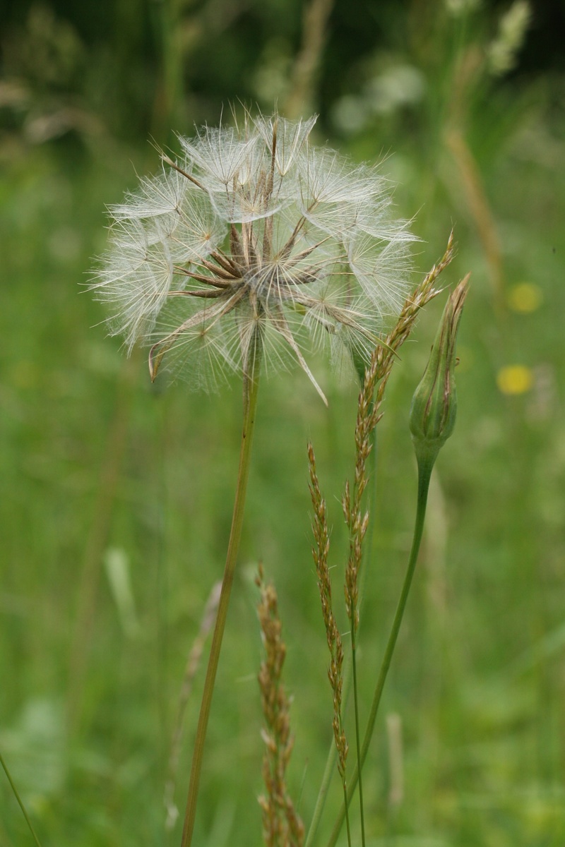 Изображение особи Tragopogon pratensis.