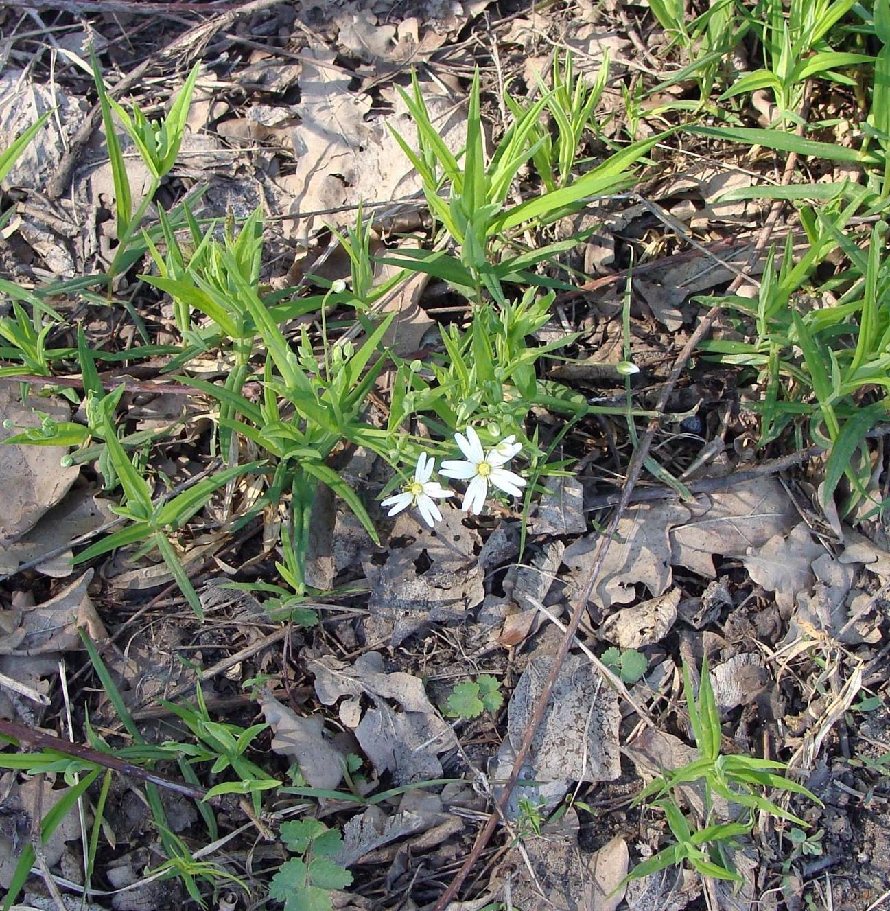 Image of Stellaria holostea specimen.