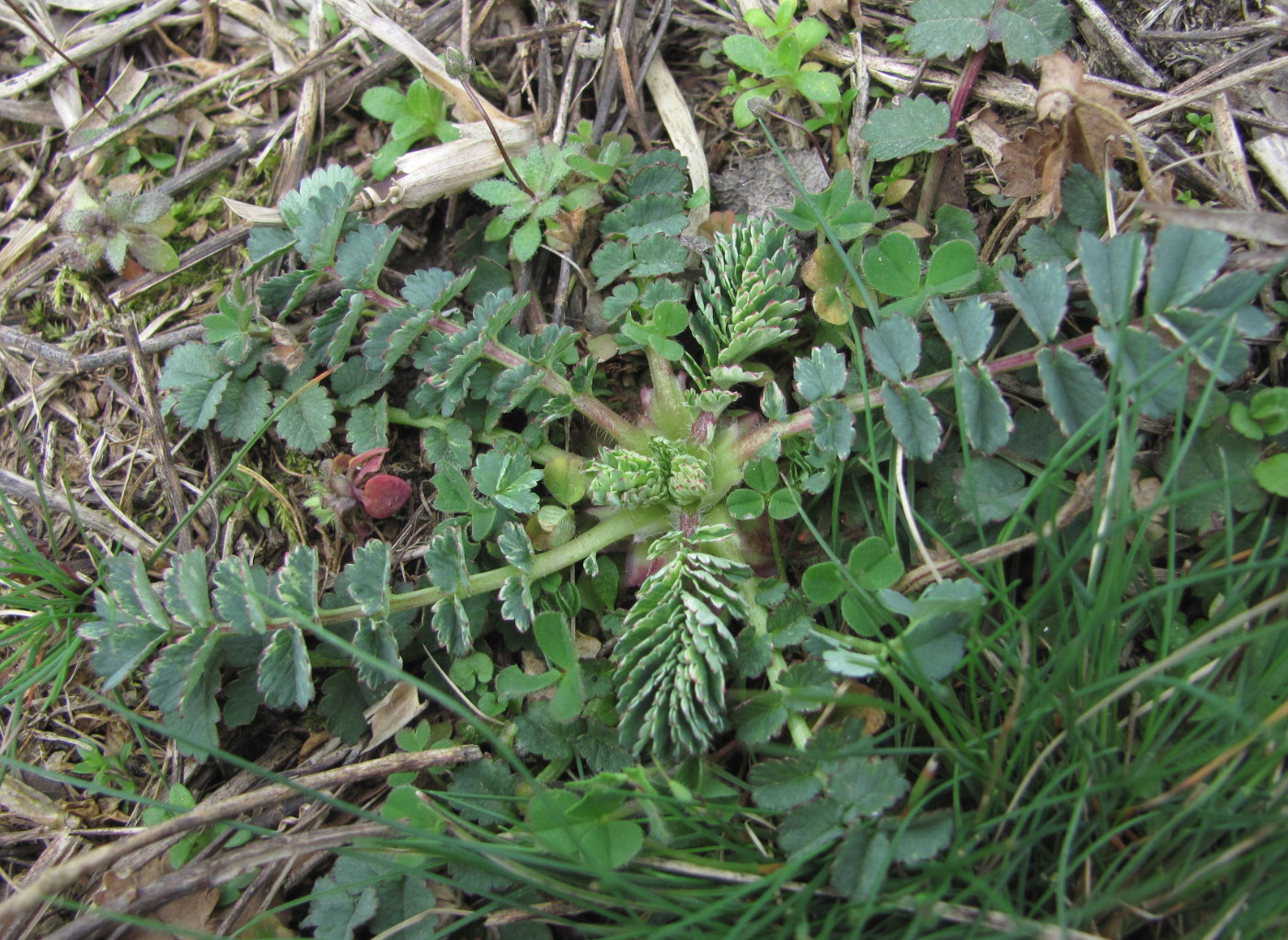 Изображение особи Poterium sanguisorba.