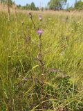 Serratula coronata