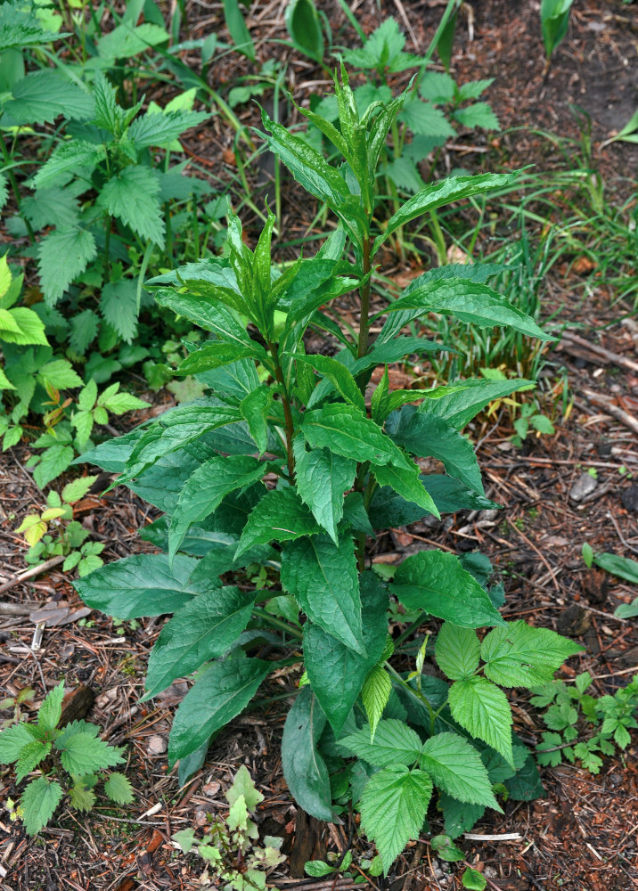 Image of Solidago virgaurea specimen.