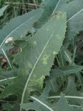 Sonchus arvensis