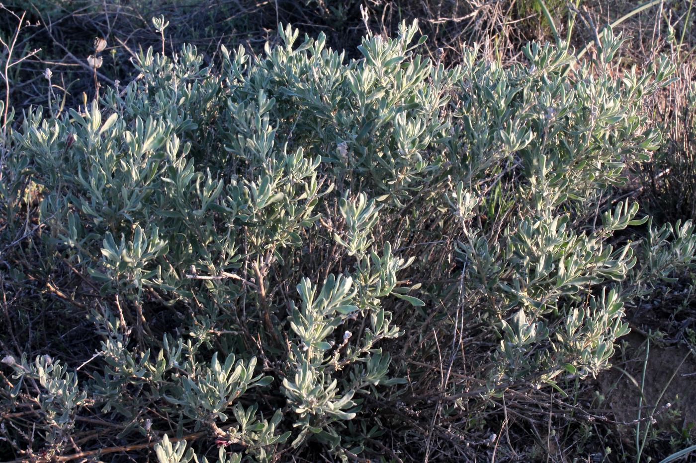 Image of Krascheninnikovia ceratoides specimen.