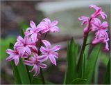 Hyacinthus orientalis