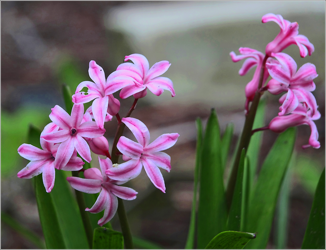 Изображение особи Hyacinthus orientalis.