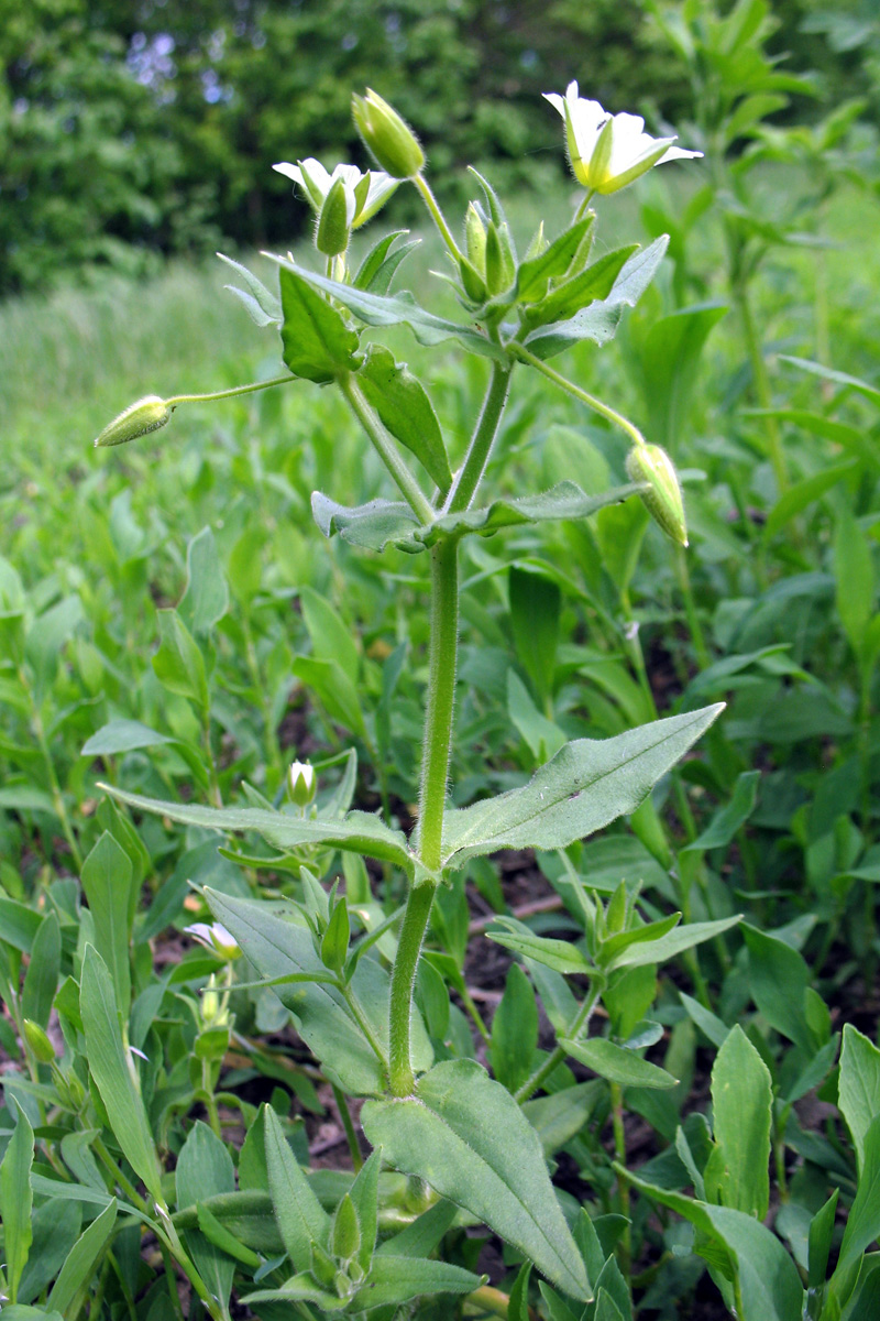 Image of Cerastium nemorale specimen.