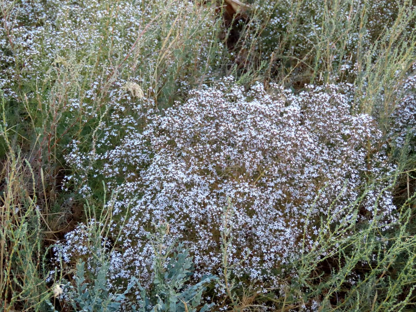 Image of Acanthophyllum gypsophiloides specimen.