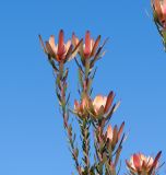 род Leucadendron