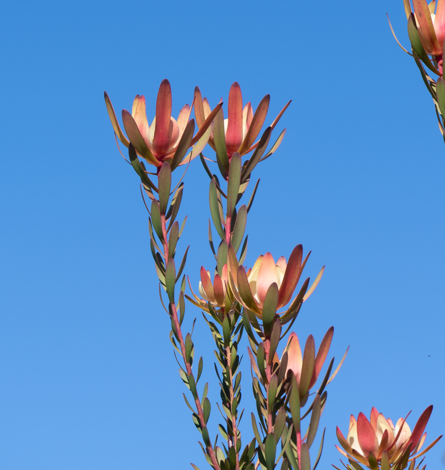 Изображение особи род Leucadendron.