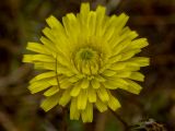 Crepis rhoeadifolia