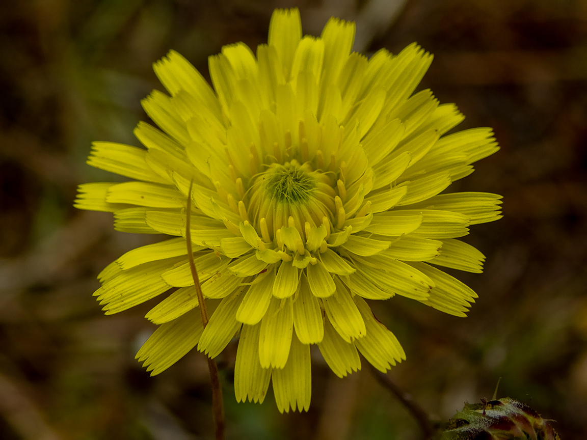 Image of Crepis rhoeadifolia specimen.