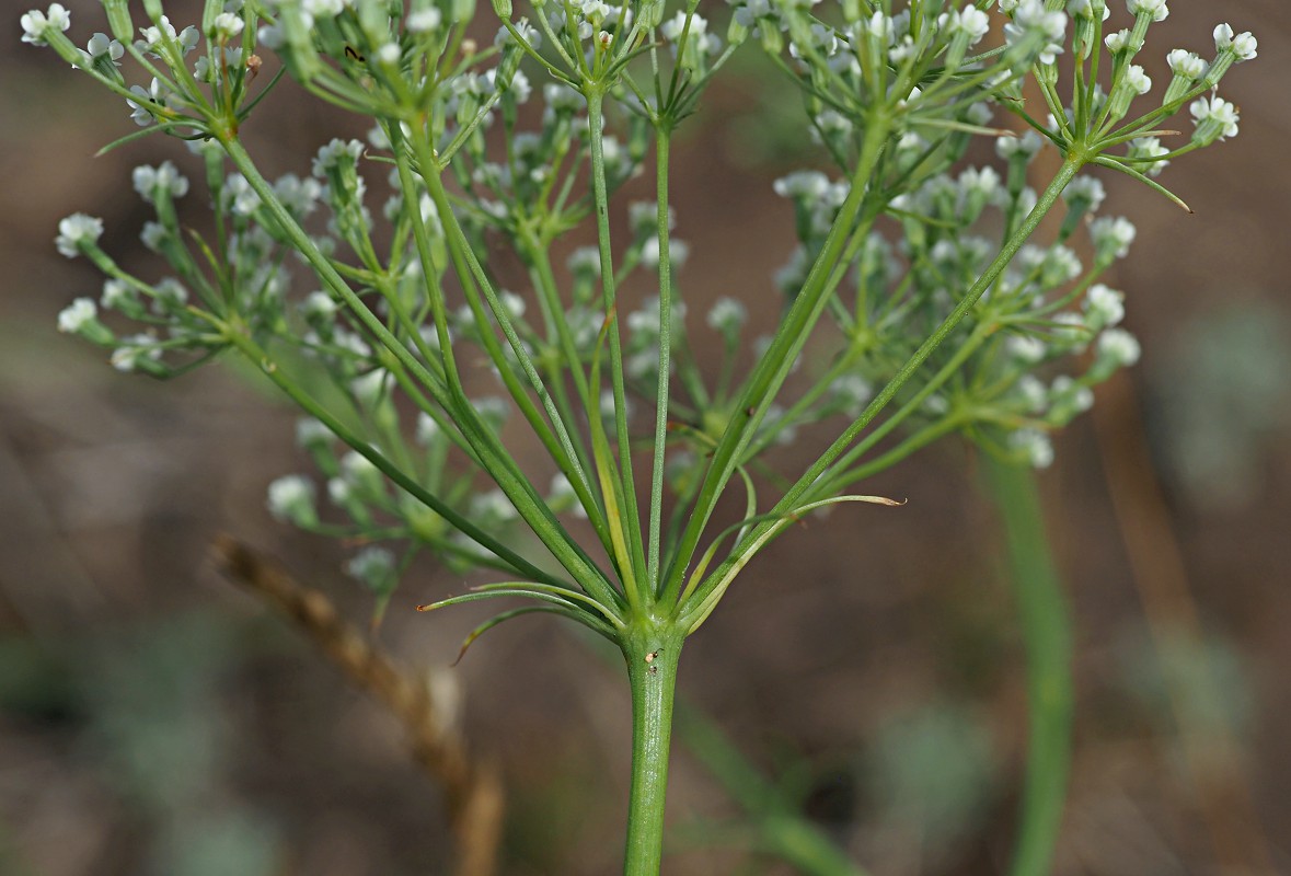 Изображение особи Falcaria vulgaris.