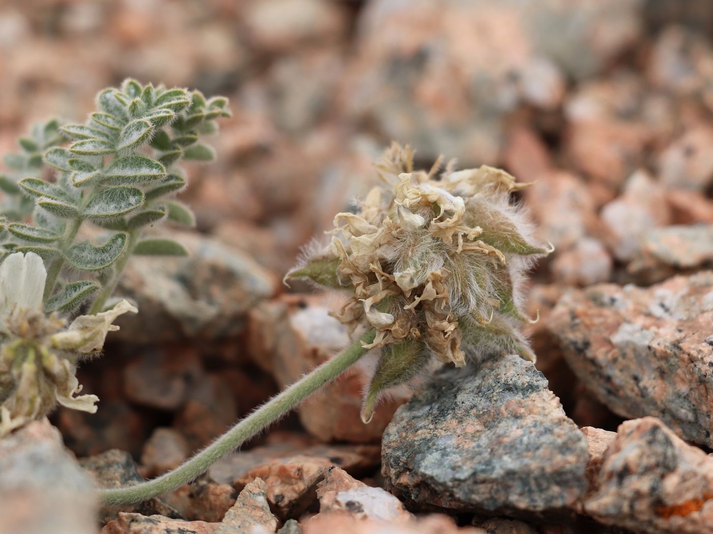 Image of Oxytropis terekensis specimen.