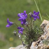 Campanula saxifraga