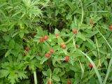 Lonicera chamissoi. Ветви плодоносящего растения. Камчатский край, Елизовский район, озеро Начикинское, влажный травянисто-кустарниковый луг. 28.07.2009.