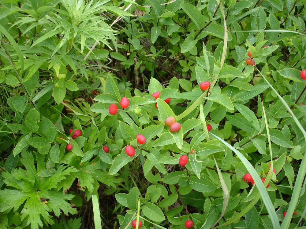 Image of Lonicera chamissoi specimen.