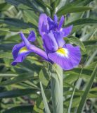 Iris &times; hollandica
