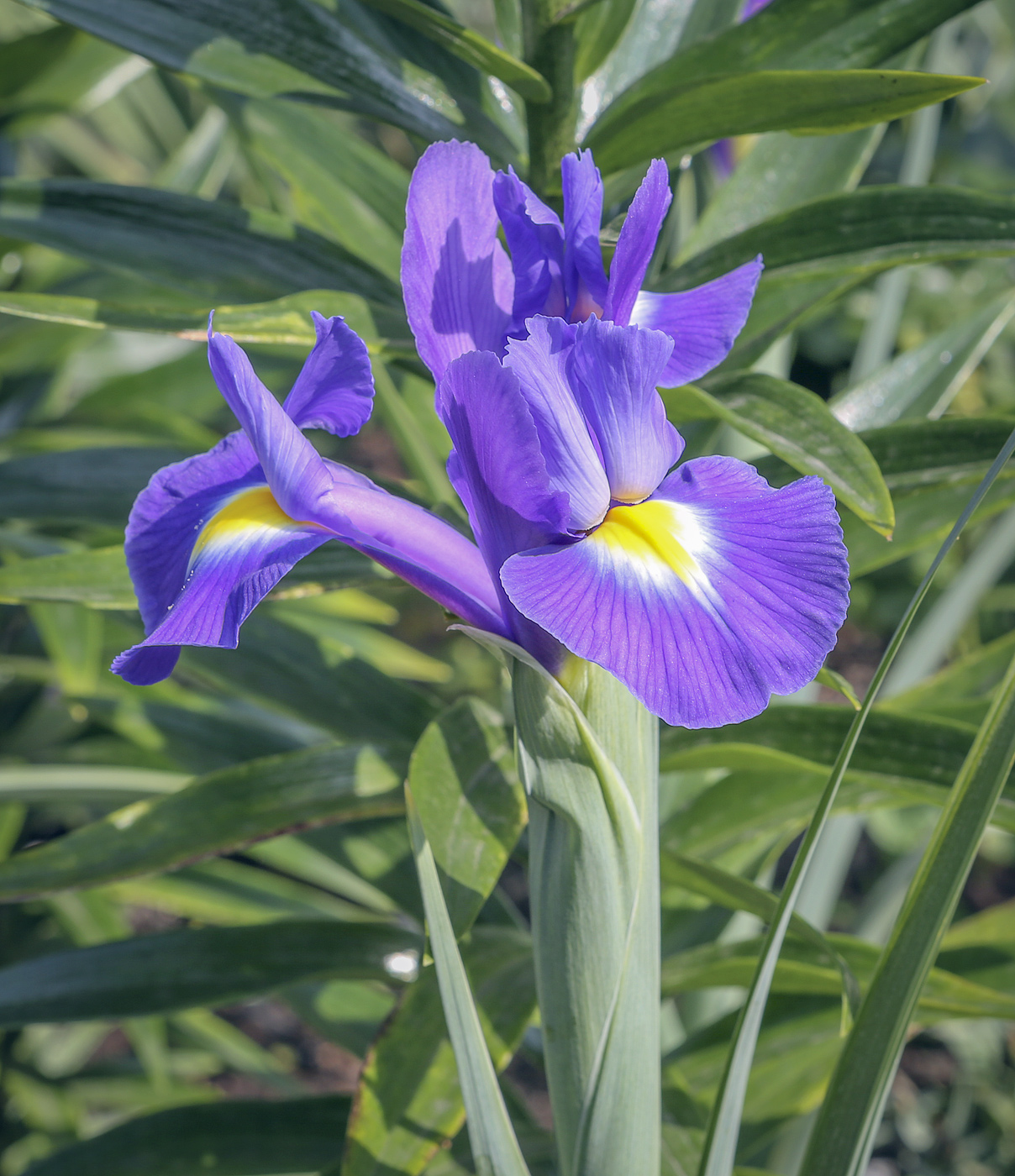 Image of Iris &times; hollandica specimen.