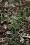 Stellaria holostea