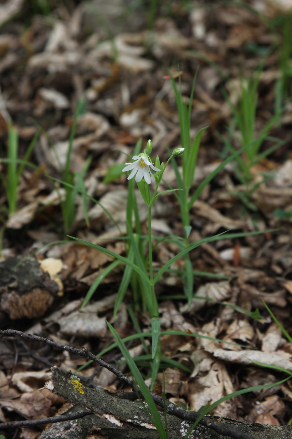 Изображение особи Stellaria holostea.