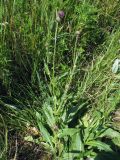 Cirsium canum
