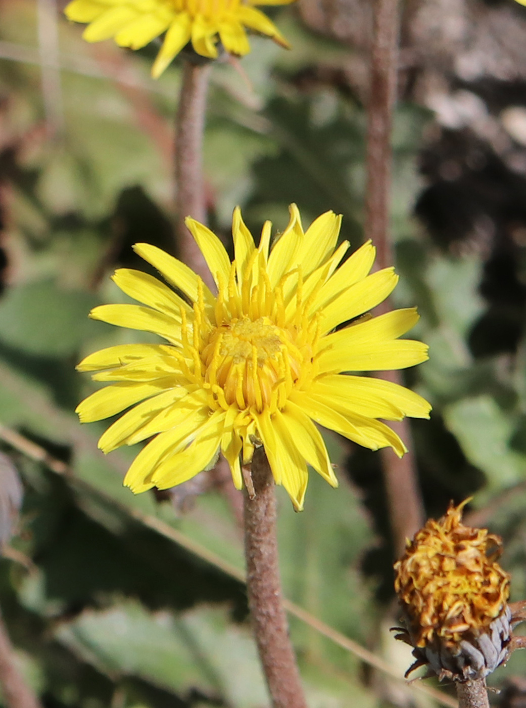 Image of Taraxacum serotinum specimen.