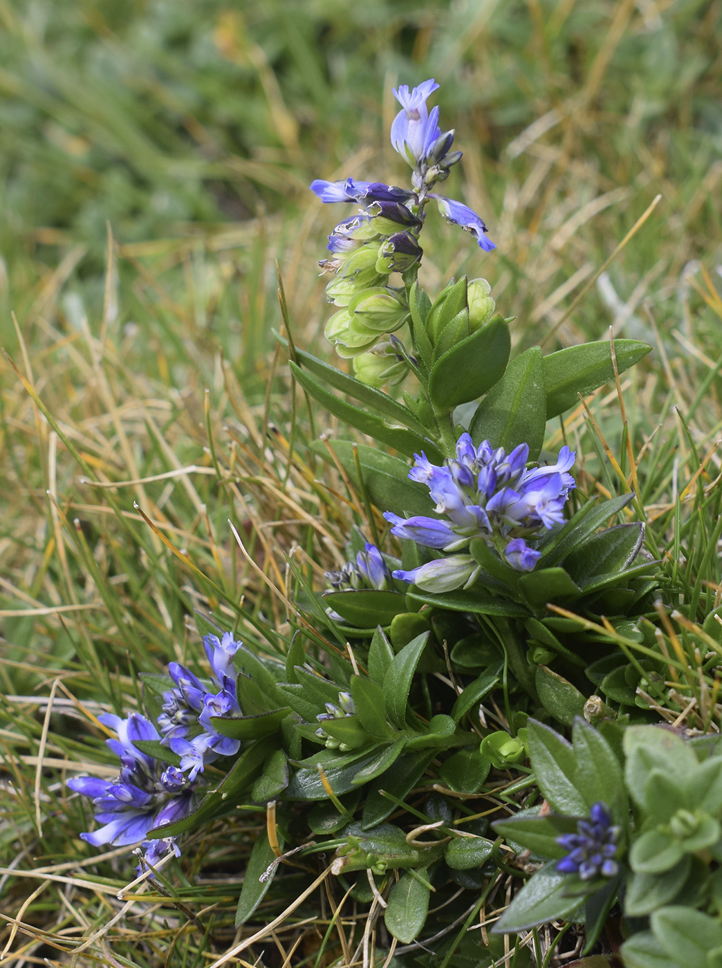 Изображение особи род Polygala.