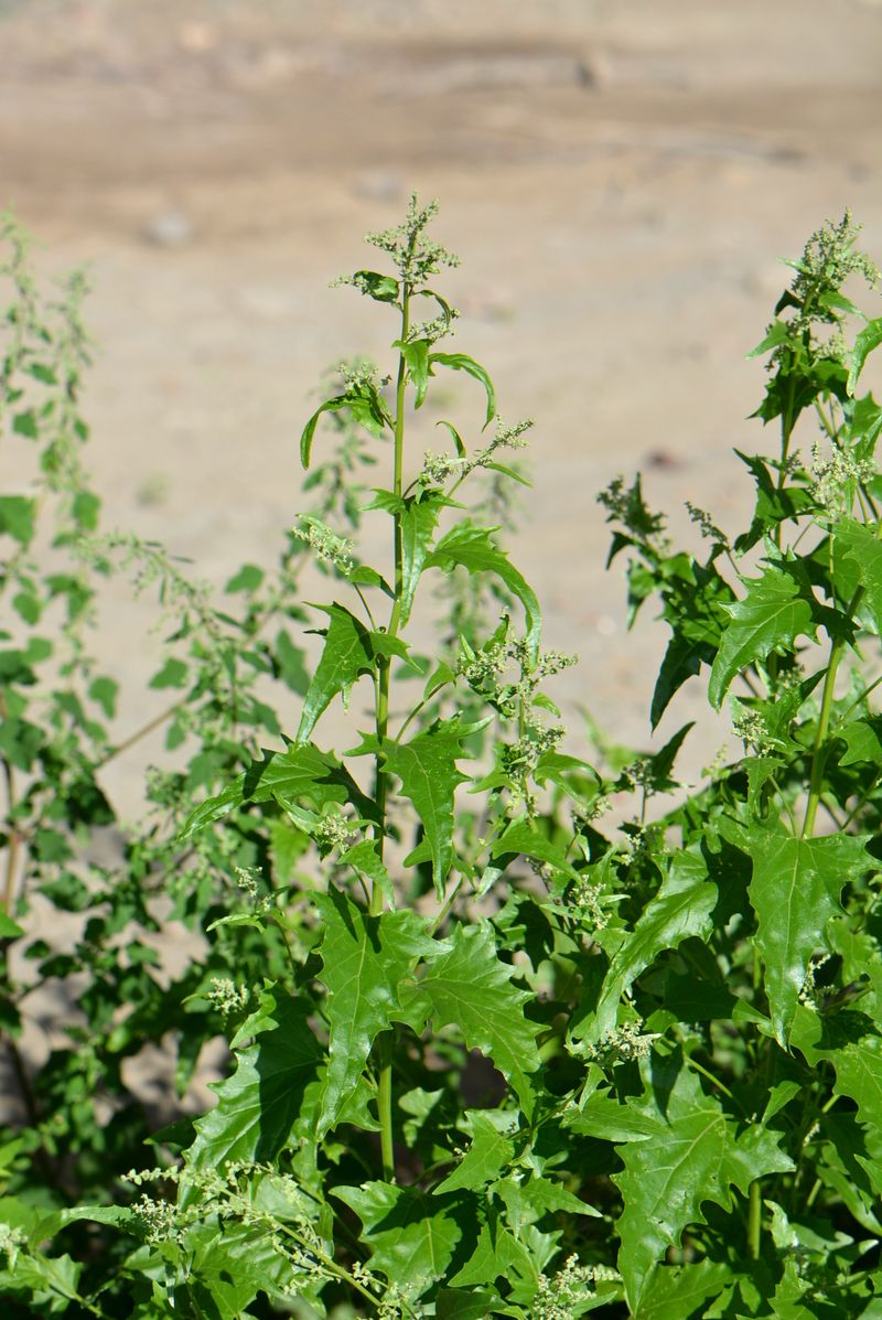 Image of Atriplex sagittata specimen.