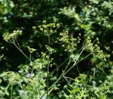 Heracleum sibiricum